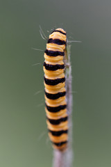 Chenille