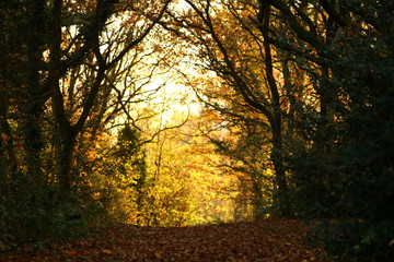 London Autumn