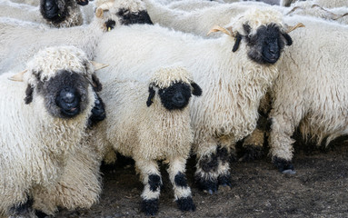 funny black nosed sheep in the mountains of Zermatt, Valais, Wallis,