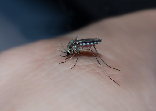 M&uuml;cke, Stechm&uuml;cke, Aedes albopictus, Gelse &ndash; Blut saugend - M&uuml;ckenstich