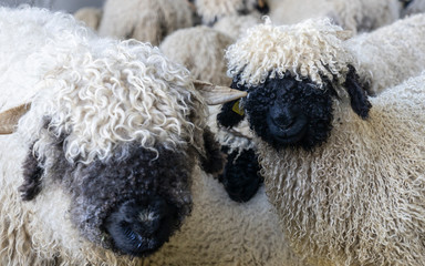 funny black nosed sheep in the mountains of Zermatt, Valais, Wallis, 