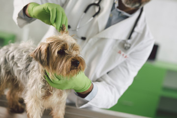 pet doctor examines dogs ear at the veterinary clinic