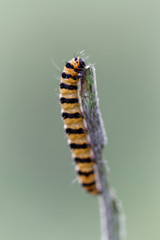 chenille