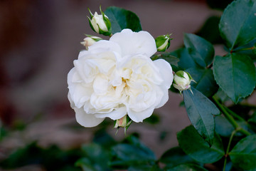 White rose