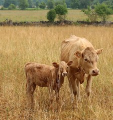 Beef cow and calf looking at camera in tall dry grass with stone fence and treeline behind © Diane