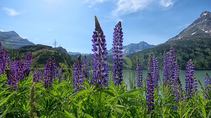 lupine at an austrian mauntain lake