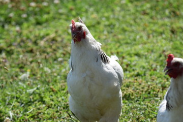 Hen
