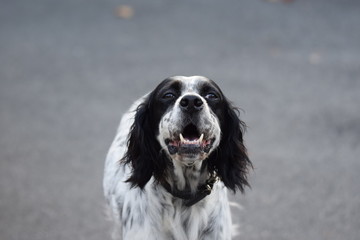 English setter