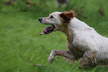 Fototapeta premium dog on grass