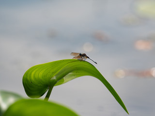 Blue Dasher on Pickerelweed