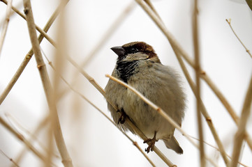 Sparrow on a branch