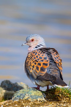 Colorful Dove. Nature background. Bird: European Turtle Dove. Streptopelia turtur.