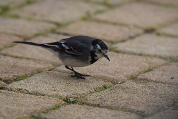 Bird eating