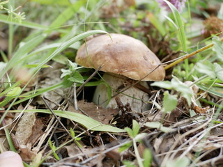 boletus on the background of green grass in the forest on a Sunny summer day. the gifts of the forest. organic food.