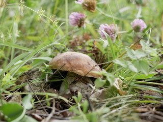 boletus on the background of green grass in the forest on a Sunny summer day. the gifts of the forest. organic food.