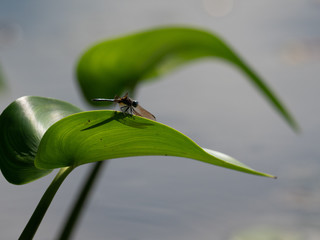 A Blue Dasher Dragonfly sitting on Pickerelweed