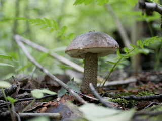 birch mushroom on the background of green grass in the forest on a Sunny summer day. the gifts of the forest. organic food.