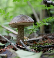 birch mushroom on the background of green grass in the forest on a Sunny summer day. the gifts of the forest. organic food.