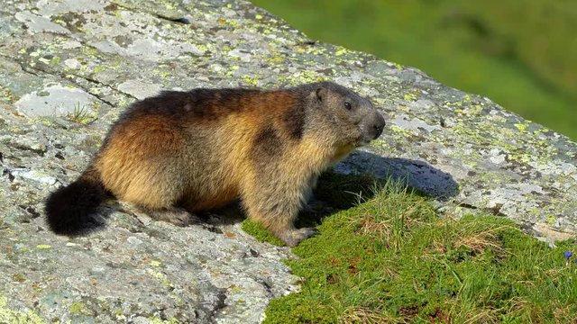 Alpine marmot in the mountains