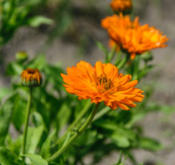 Orange Marigold flower shot from the side in bright sunshine.