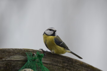 Bird eating