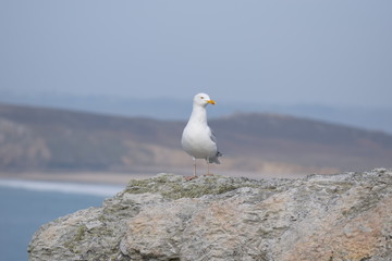 seagull on rock