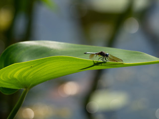 A Blue Dasher Dragonfly resting on the sun