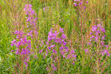 Fototapeta premium Meadow of blossom willow-herb. Field of pink blooming sally flowers.