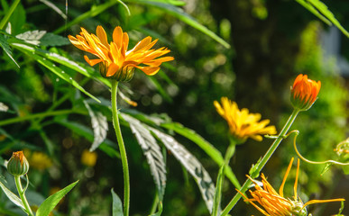 Orange calendula flower shot from the side against the sun.