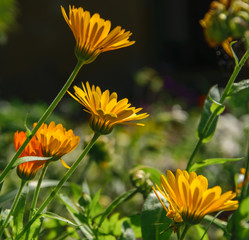 Blooming marigold flowers. Garden flowers. Orange calendula flower shot from the side against the sun.