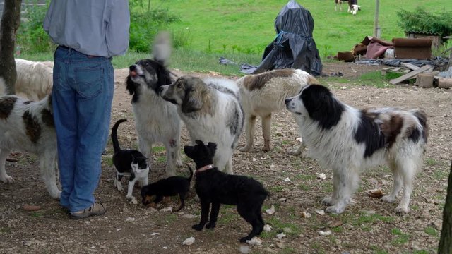 Cropped view of man feeding dogs Tornjak and Vraćalica and cats in rural ambient - (4K)