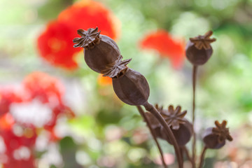 dried poppy heads