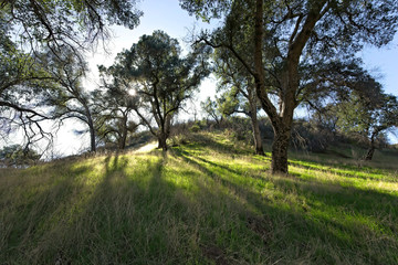 California Oaks