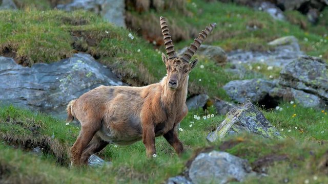 Alpine ibex in mountain environment
