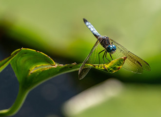 Blue Dasher Dragonfly ready for takeoff