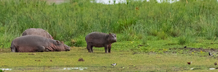 Hippopotamus, the parents and the young on the grass in Africa