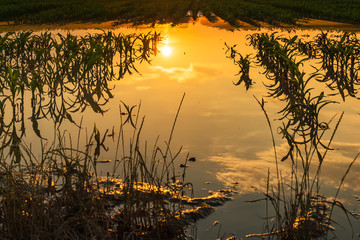 Flooded young corn field plantation with damaged crops in sunset