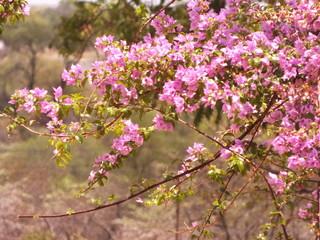 pink flower tree africa tree
