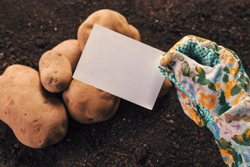 Organic potato farmer holding blank business card mock up