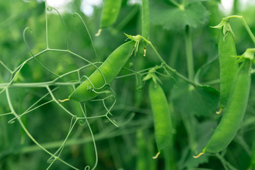 Naklejka premium Locally grown green pea in organic garden
