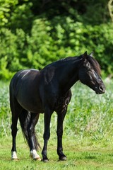 Fototapeta premium Black Stallion on a Pasture