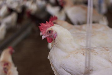 agriculculture, farming, crops, farm produce