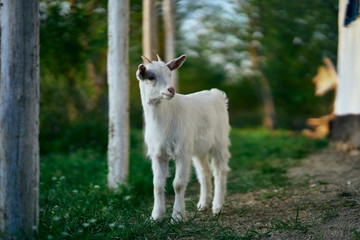 Obraz premium goat on the farm