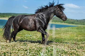 Black Stallion