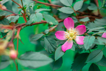 Wild rose Rosa glauca. Plant species belonging to the family of Dogrose of the Rosaceae family. Close-up of flowering Rosa glauca in a cottage garden. Beautiful nature summer backdrop