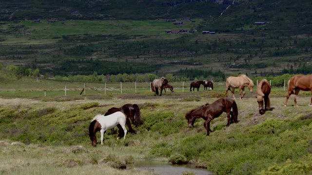 Long shot of a group of horses.