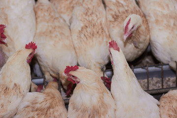 agriculculture, farming, crops, farm produce