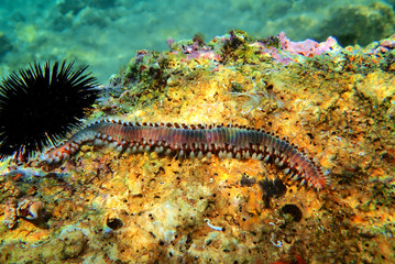 Red Mediterranean Fireworm - Hermodice carunculata