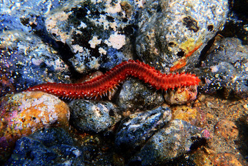Red Mediterranean Fireworm - Hermodice carunculata