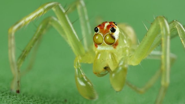 Lyssomanes spider